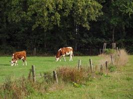 Bij de rivier- berkel in Duitsland foto