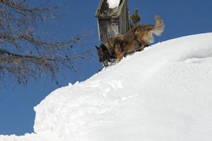 hond terwijl rennen Aan de sneeuw foto