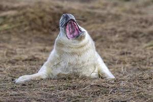 grijs zegel puppy terwijl ontspannende Aan de strand in Super goed Brittannië foto