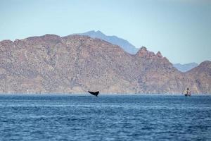 blauw walvis de grootste dier in de wereld staart detail foto