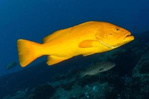 geel tandbaars zoete lippen school- van vis onderwater- foto