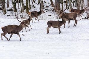 rood hert Aan sneeuw achtergrond foto