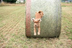hond puppy cocker spaniel jumping van tarwe bal foto