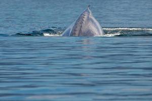 blauw walvis de grootste dier in de wereld foto