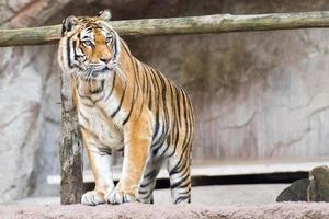 Siberisch tijger klaar naar aanval op zoek Bij u foto