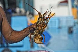 hand- van oud Mens Aan een visvangst boot Holding een kreeft foto