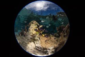 snorkelen in Frans Polynesië naar beneden onder wereld foto