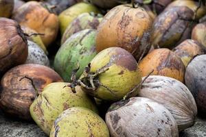 vers verzameld kokosnoot dichtbij omhoog detail in Bali foto