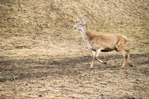 vrouw hert Aan de gras achtergrond foto