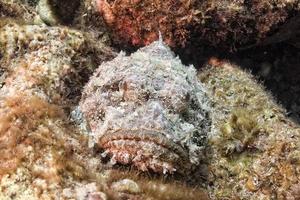 gevaarlijk steen vis dichtbij omhoog onderwater- portret foto