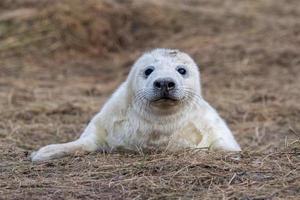 grijs zegel puppy terwijl op zoek Bij u foto