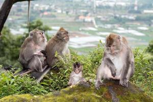 Indonesië makaak aap aap dichtbij omhoog portret foto