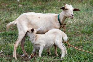 baby geit pasgeboren zogen melk van moeder foto