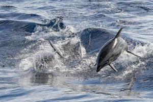 dolfijn terwijl jumping in de diep blauw zee foto