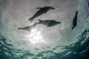 fotograaf duiker naderen zee leeuw familie onderwater- foto