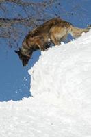 hond terwijl rennen Aan de sneeuw foto