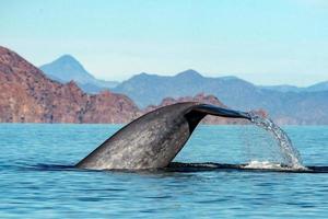 blauw walvis de grootste dier in de wereld foto