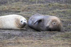 grijs zegel ontspannende Aan donna hoekje strand linconshire foto