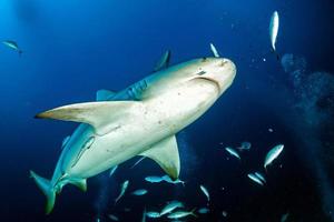 stier haai in de blauw oceaan achtergrond foto