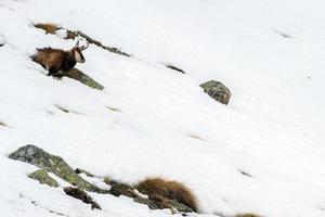 gemzen hert Aan sneeuw portret foto