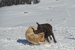 honden terwijl spelen Aan de sneeuw foto