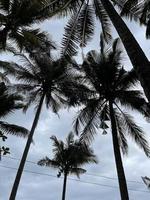 palm boom kokosnoot natuur foto