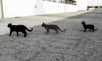 straat verlaten katten foto