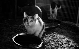 straat verlaten katten foto