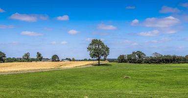 weergave van een agrarisch gebruikt veld met groen gras. foto