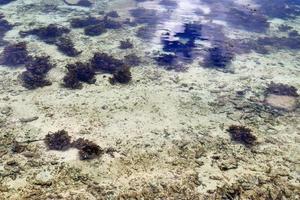 kleurrijk zeebedding schoten genomen Bij de stranden van de Seychellen eilanden foto