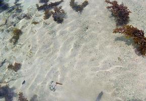 kleurrijk zeebedding schoten genomen Bij de stranden van de Seychellen eilanden foto