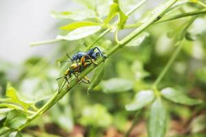 kleurrijk insecten paring Aan een Afdeling in de Woud foto