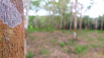 rubber tuin foto in vervagen stijl