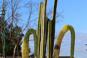 een groot en stekelig cactus groeit in een stad park. foto