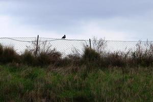 hek in de stad park Aan de kusten van de middellandse Zee zee. foto