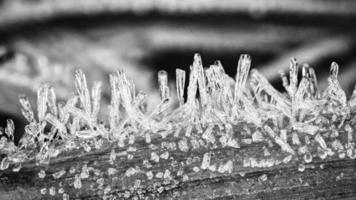 ijs Kristallen in zwart en wit, Aan een blad van gras in winter. dichtbij omhoog foto
