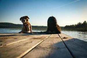 hond geliefden aan het liegen Aan een steiger en op zoek Bij de meer in Zweden. goldendoodle en mengen foto