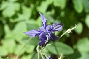 verbijsterend Purper akelei bloem bloeiend in de zomer foto