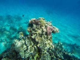 onderwater foto van koraal in Egypte