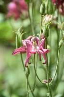 verbijsterend kant visie van een roze akelei bloem foto