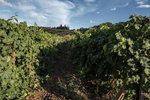 mooi rij van druif wijnstokken groeit in wijngaard gedurende zonnig dag foto