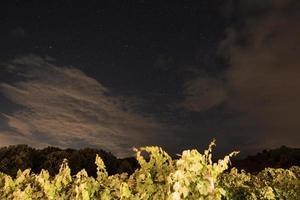 toneel- visie van druif wijnstokken groeit in wijngaard met sterrenhemel lucht in achtergrond foto