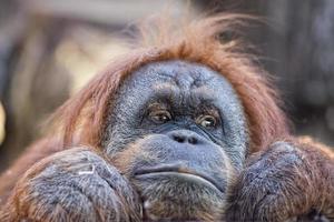 vrouw orang oetan aap portret terwijl op zoek Bij u foto