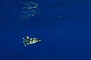 snorkelen met haaien in blauw oceaan van Polynesië foto