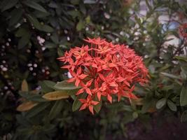 achtergrond van rood ixora coccinea bloemen in de tuin foto