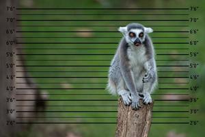 lemur aap terwijl op zoek Bij u foto