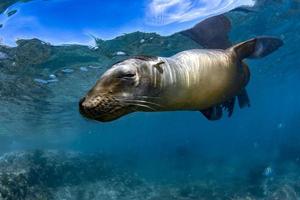 zee leeuw zegel onderwater- terwijl duiken galapagos foto