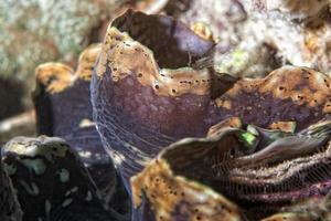 moeilijk koraal macro detail van raja ampat foto