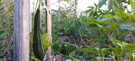 groenten dat beer fruit kara een keer of Javaans varken bonen, vicia faba is een fabriek van de geslacht vicia foto