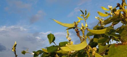 kara een keer of Javaans varkensvlees Boon, vicia faba is een fabriek van de geslacht vicia foto